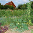 Erntewoche im Lebensgarten Erdweg