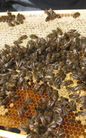 Anfängerkurs Bienenhaltung