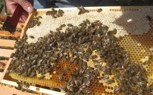 Anfängerkurs Naturnahe Bienenhaltung Gruppe B