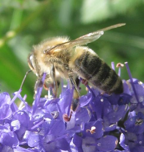 Aufbaukurs Bienenhaltung