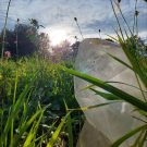 Lichtkörper-Qi Gong